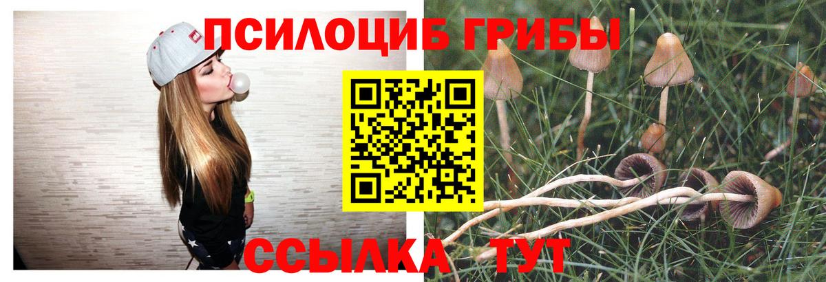 Вязники  купить  цена  Вход с VPN  Псилоцибиновые грибы GOLDEN TEACHER 